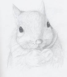 Practice - Squirrel