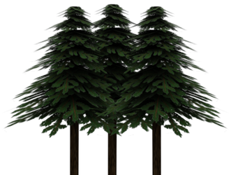 pine trees