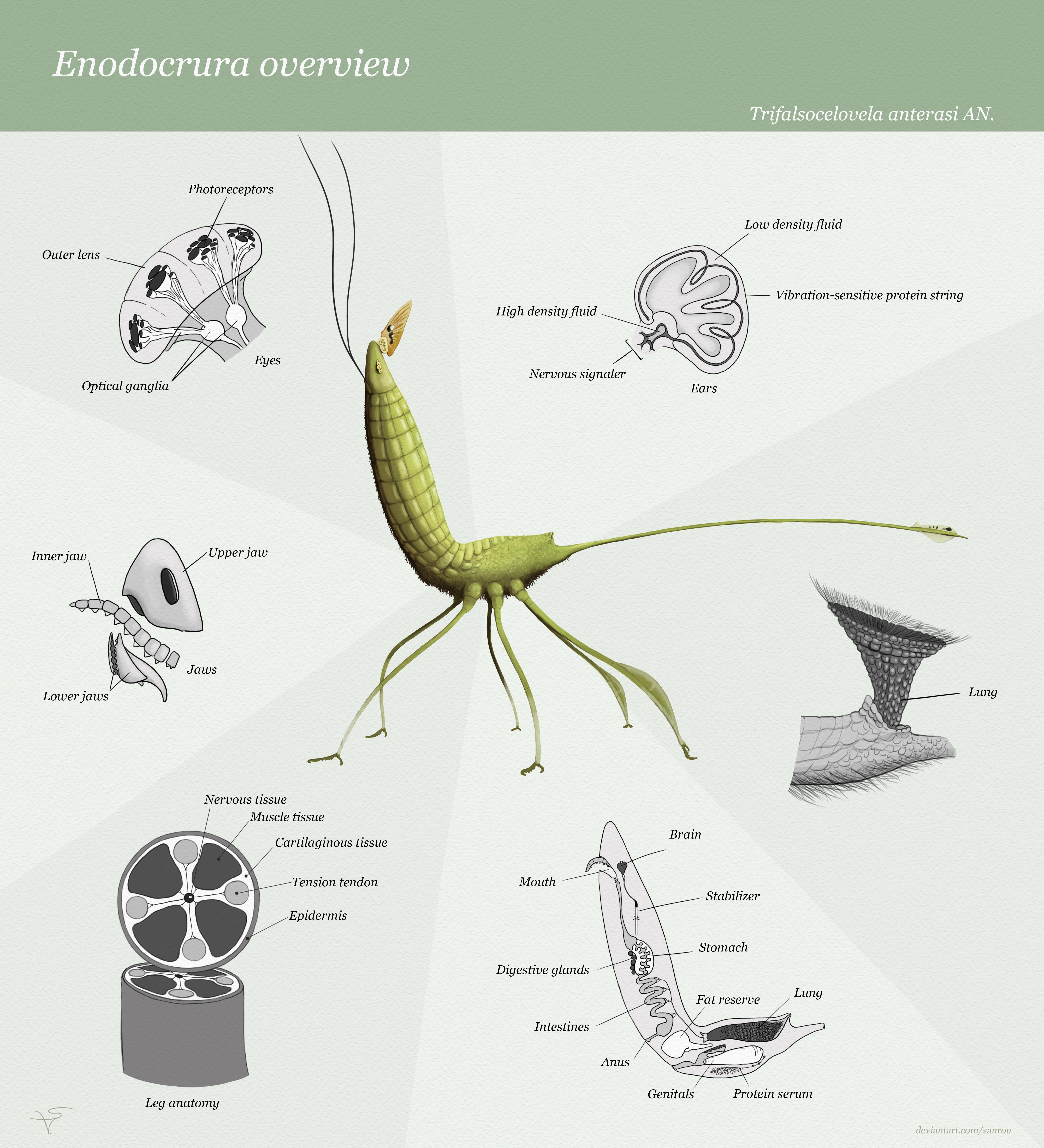 Enodocrura overview