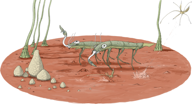 Petridonus cachinnis