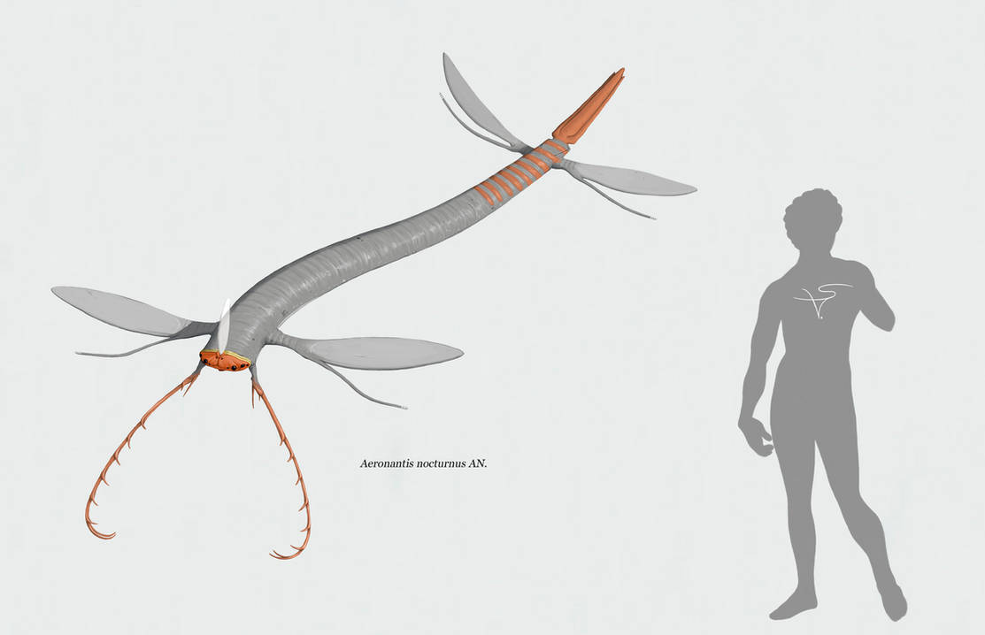 Aeronantis nocturnus (Blandoptera) by Sanrou