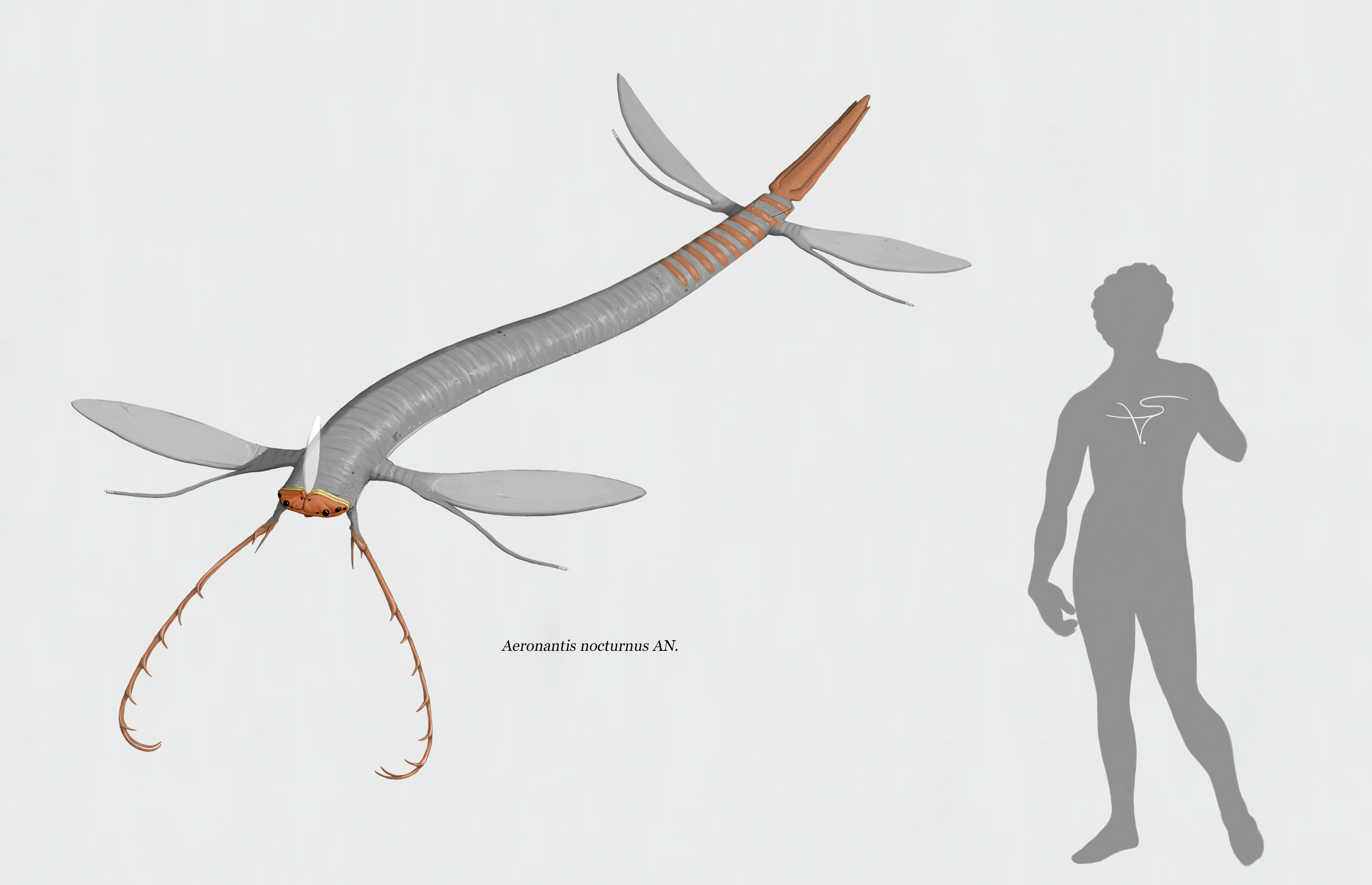 Aeronantis nocturnus (Blandoptera) by Sanrou