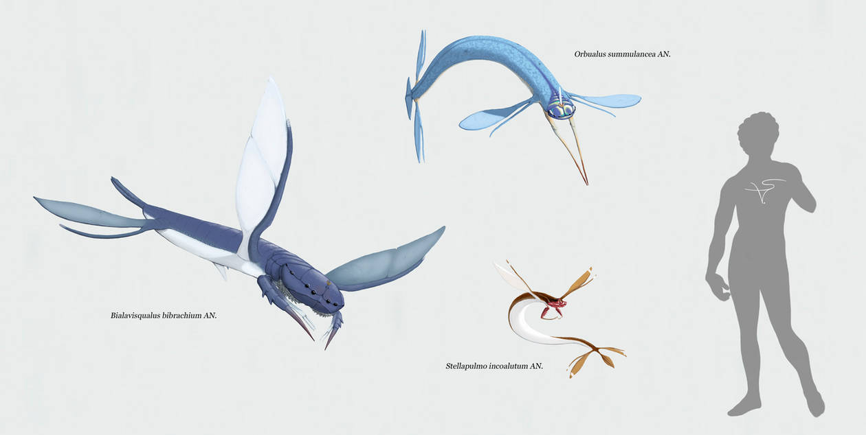 Blandoptera - I by Sanrou
