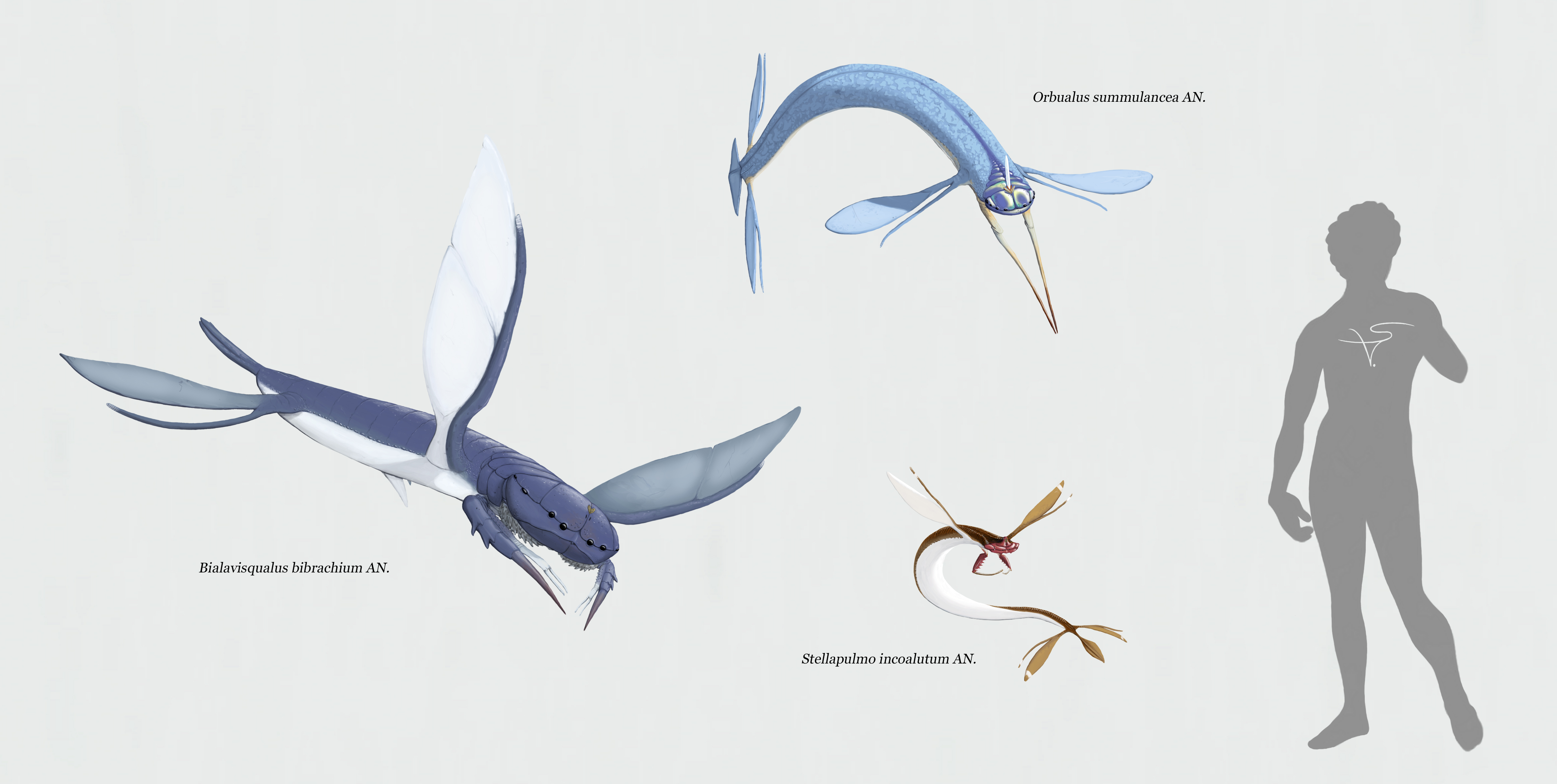 Blandoptera - I by Sanrou