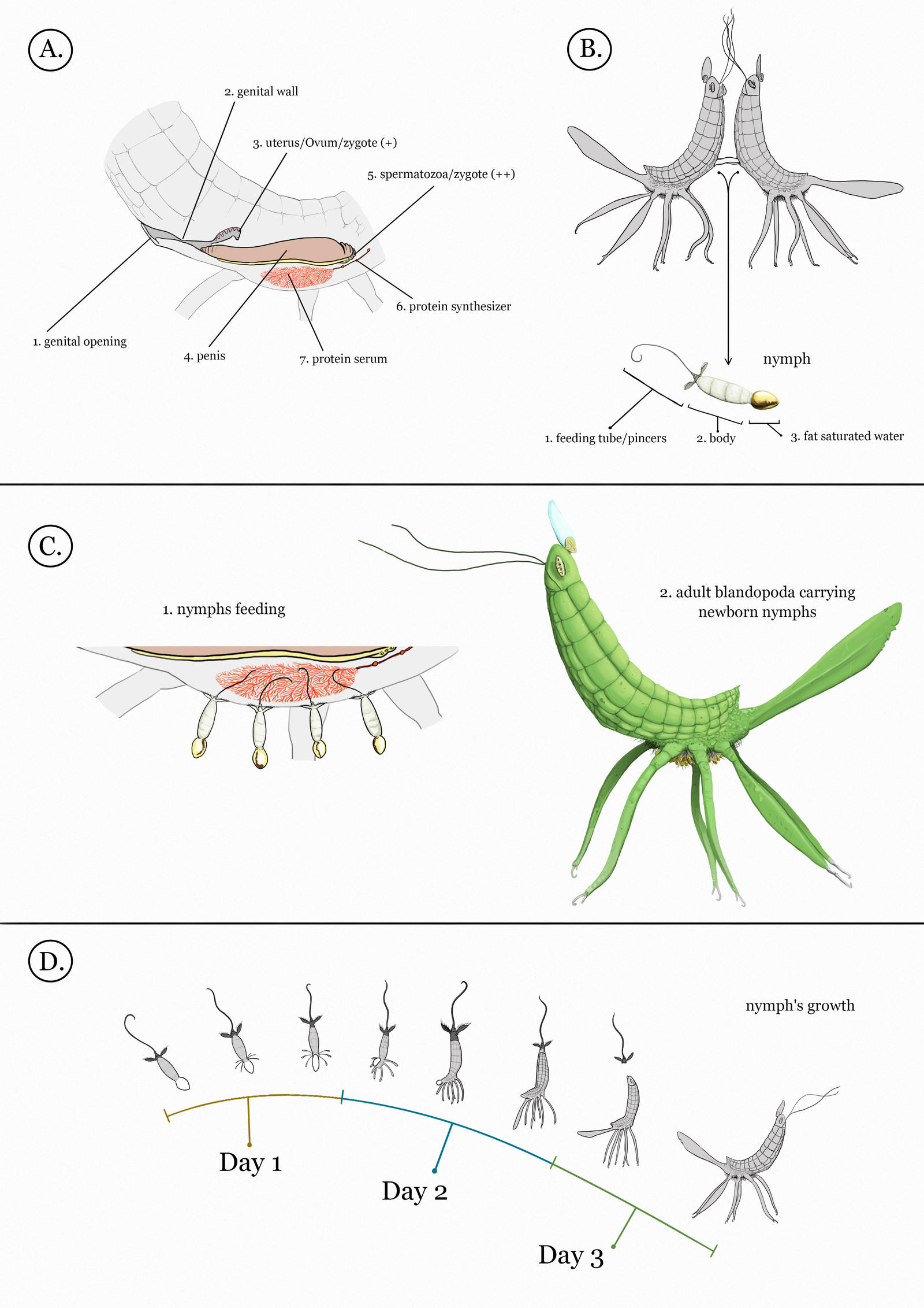 Blandopoda's reproduction by Sanrou