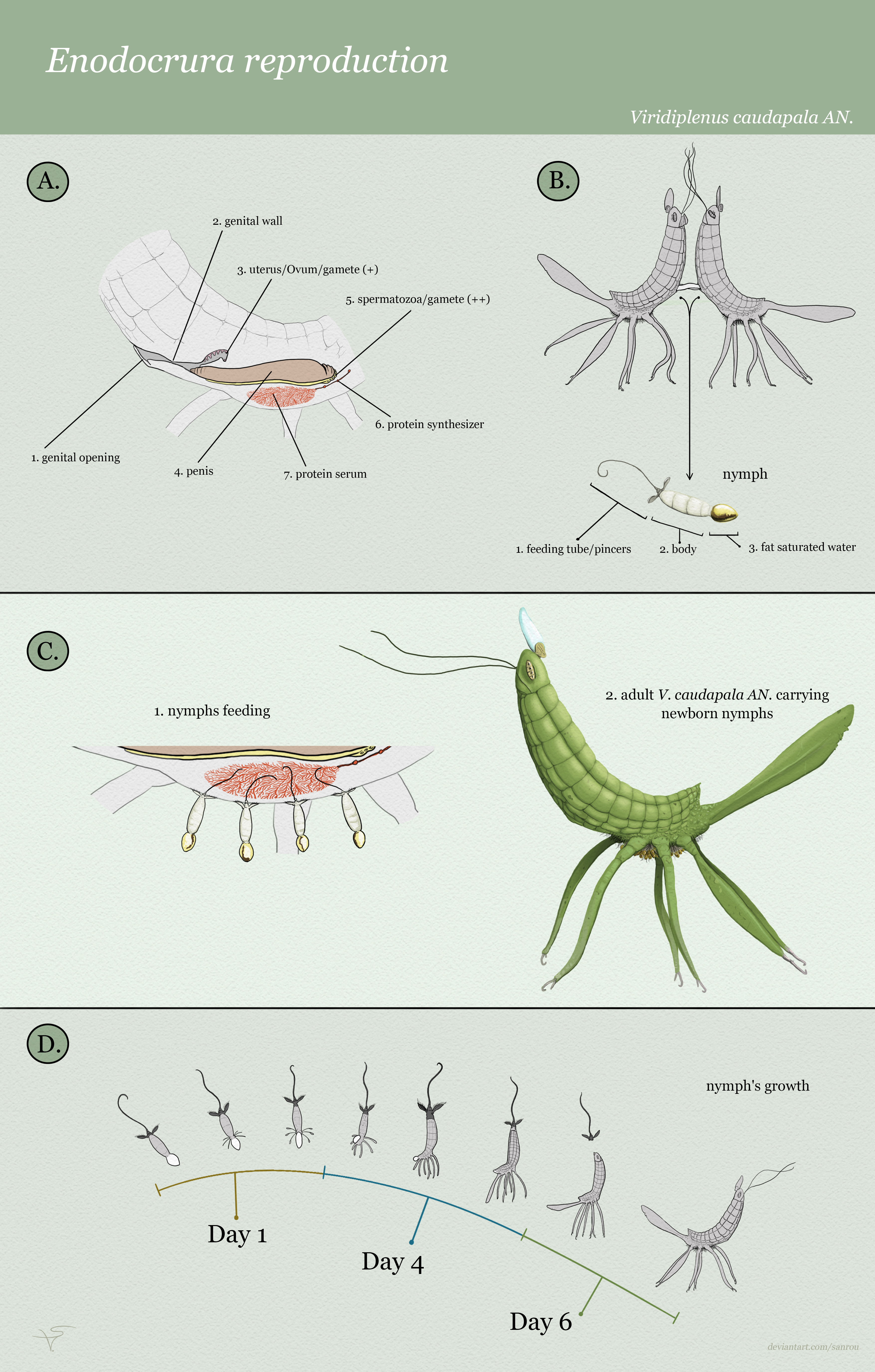 Enodocrura reproduction