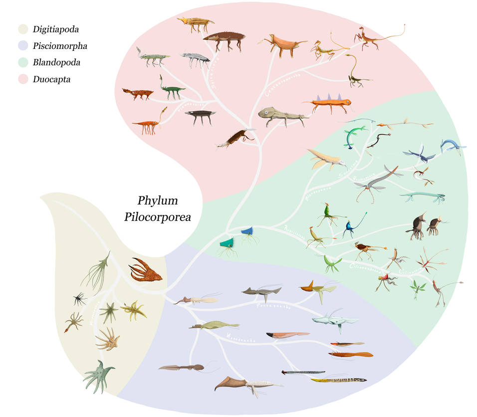 Phylum Pilocorporea by Sanrou