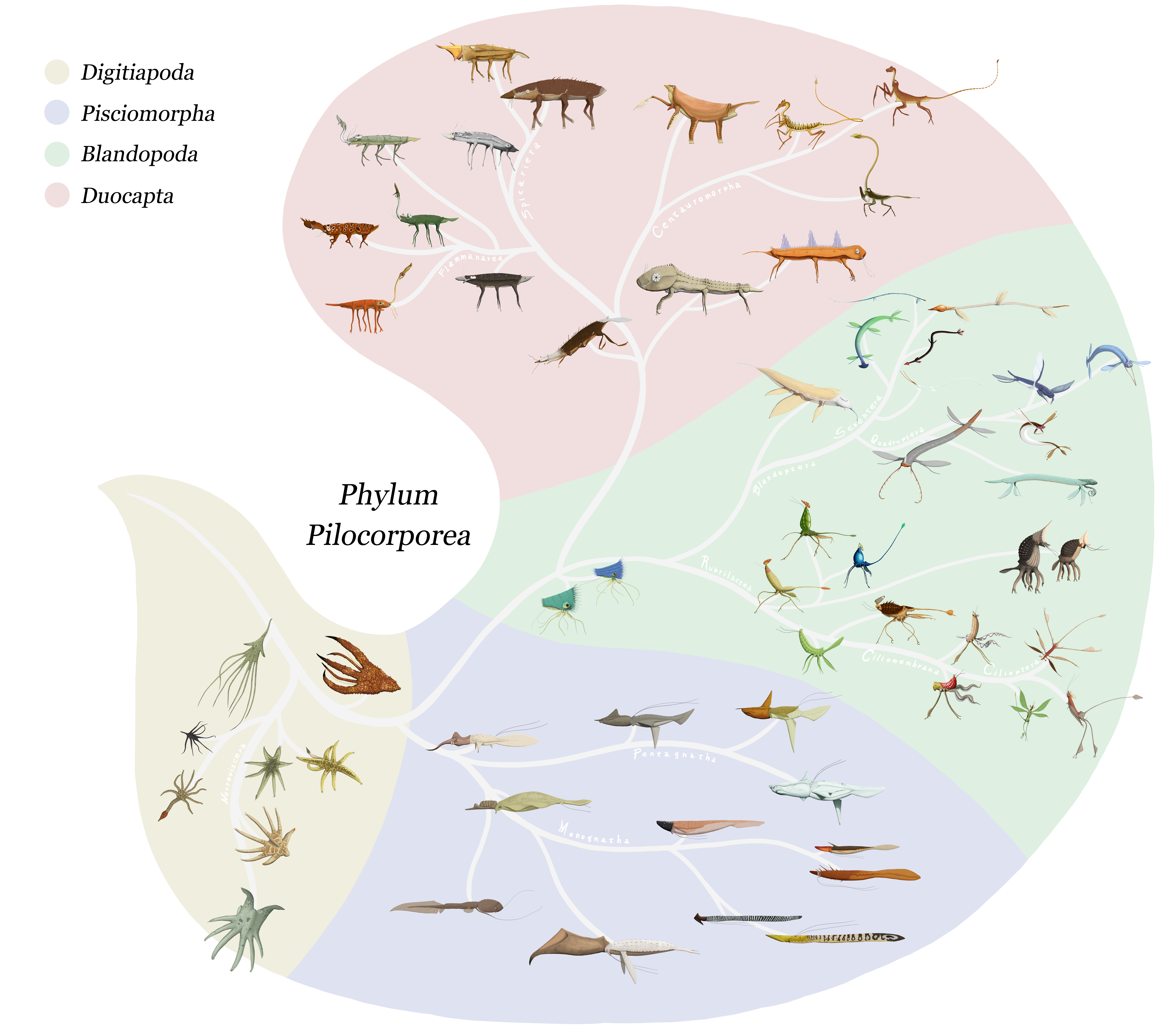 Phylum Pilocorporea by Sanrou