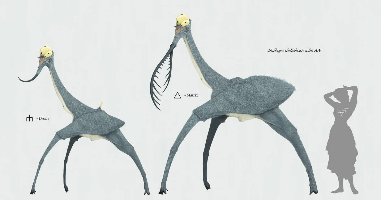 Bulbops dolichostricha by Sanrou