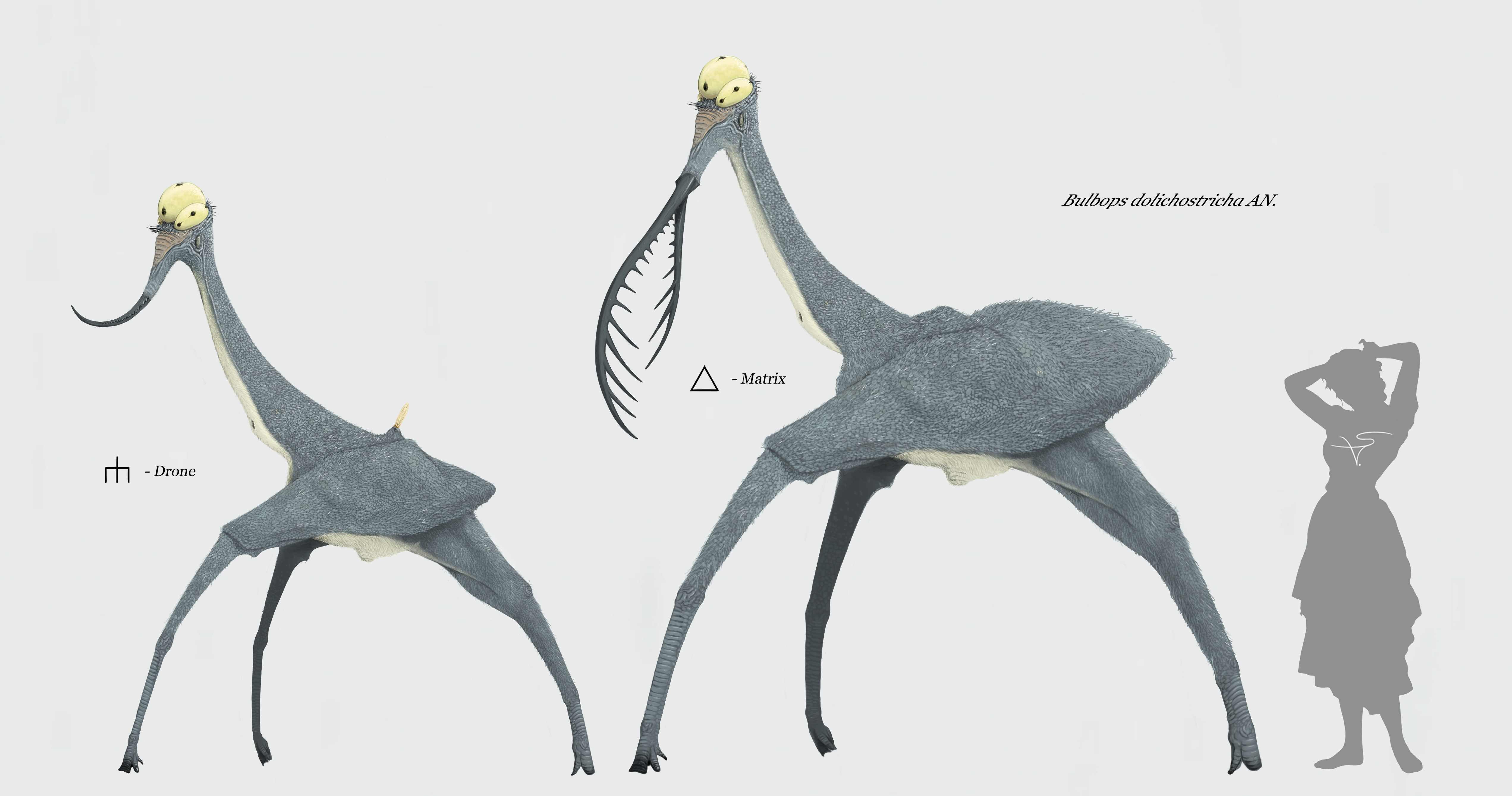 Bulbops dolichostricha by Sanrou