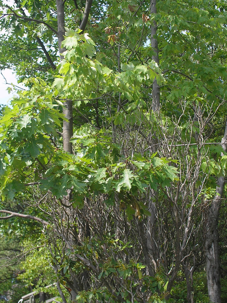 Pointy Tree by Darlantanis on DeviantArt