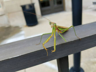 Curious Mantis