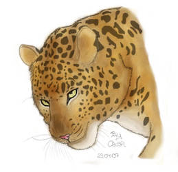 cheetah drawing --digital--