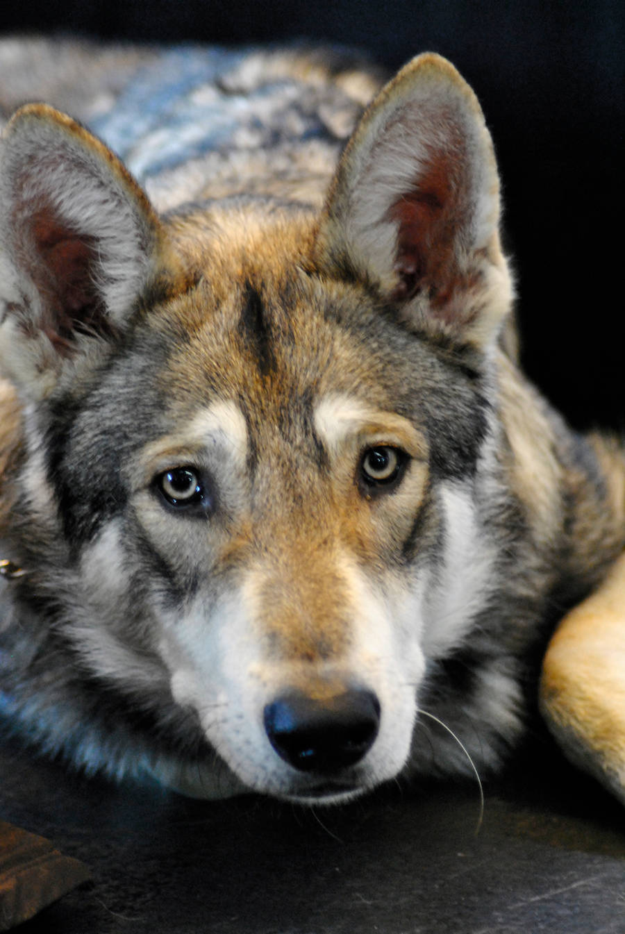 Czechoslovakian Wolfdog by Loulesca