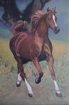 Arabian horse by anna36