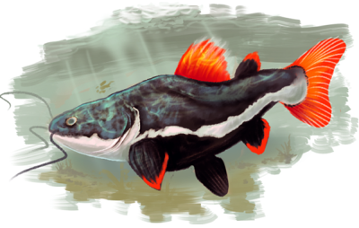 red tail catfish by boarbarian on DeviantArt