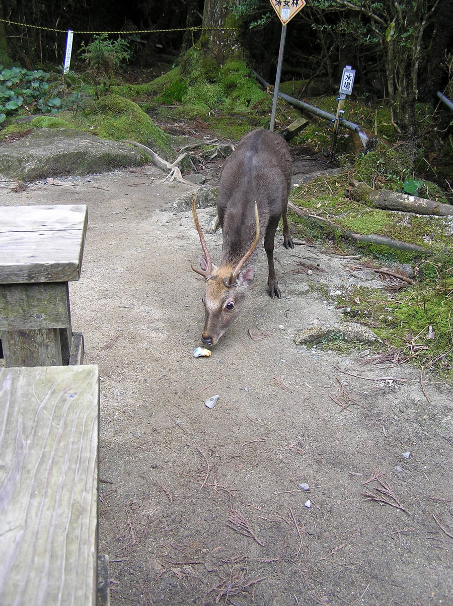 Yakushika 2, Yakushima, Japan