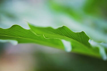 Leaf