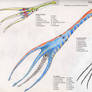 Tentaculopod Anatomy