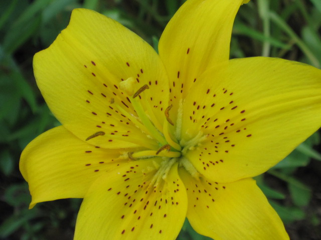 Lilies yellow