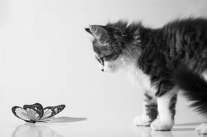 kitten and the butterfly