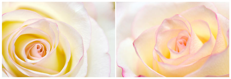 Soft Roses Art soft roses by oracal on DeviantArt