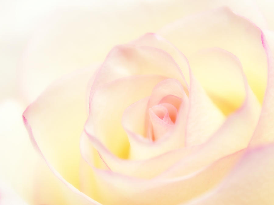 Soft Roser soft rose by oracal on DeviantArt