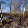 Path among birches