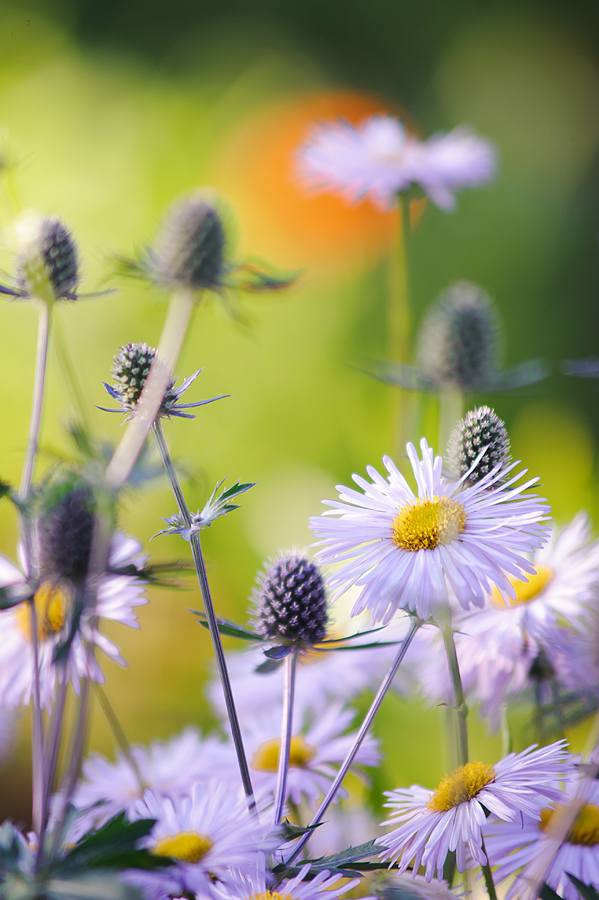 flowery mood