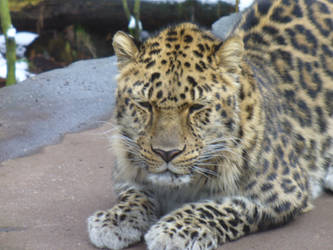 Amur Leopard 2