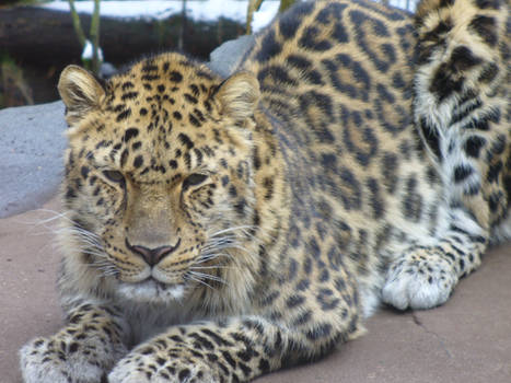 Amur Leopard 3