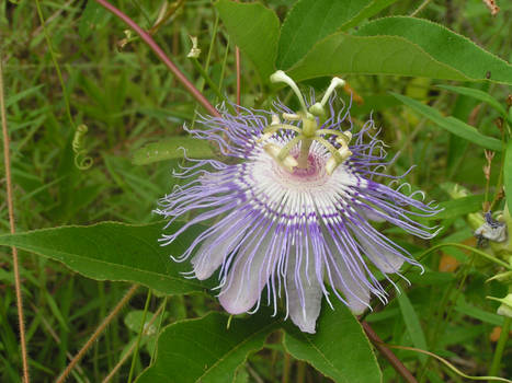 Purple Passionflower