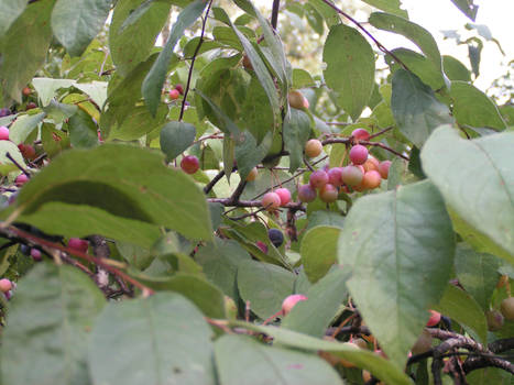 Unknown Fruit