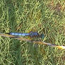 dragon fly blue