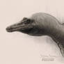 Sketch Suchomimus Tenerensis