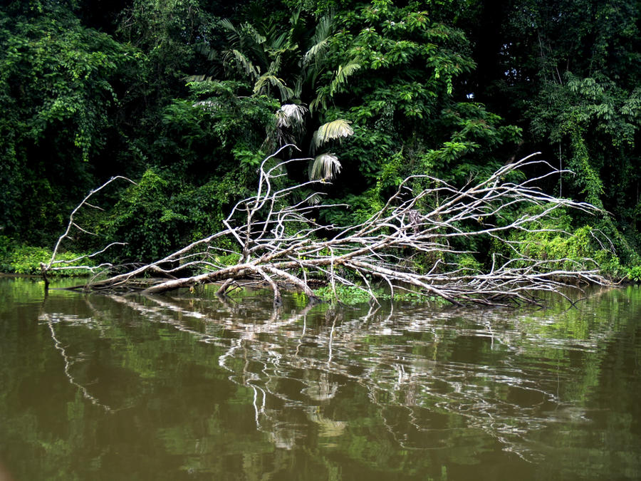 Floating Cloth Tree Floating Tree by kelsey04 on DeviantArt