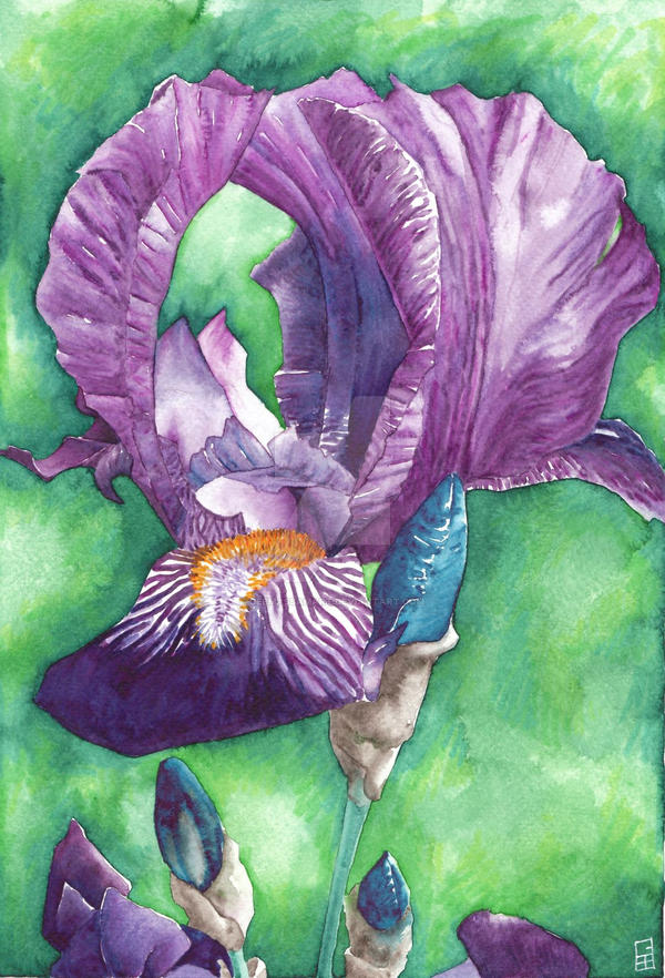 Purple Iris flower - Aquamarkers