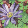 Purple Anemone flower - Aquamarkers