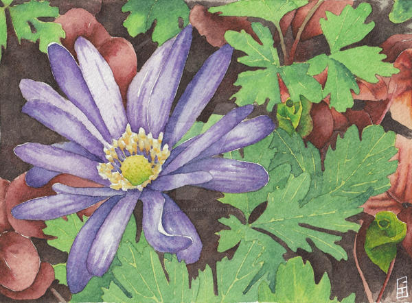 Purple Anemone flower - Aquamarkers