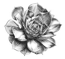 Aeonium Succulent in Ink