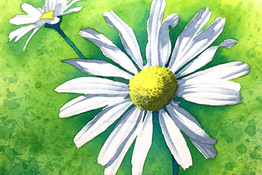 Daisy Flower - watercolour painting