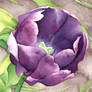 Purple Tulip - Watercolour Markers