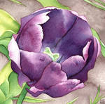 Purple Tulip - Watercolour Markers by GeeMassamArt