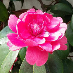 Red Camellia Flower