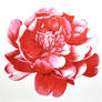 Red Camellia - Marker drawing