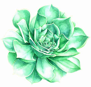 Green Succulent - Watercolor Pencils