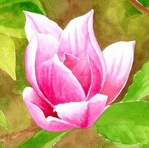 Pink Magnolia flower - Arteza watercolors