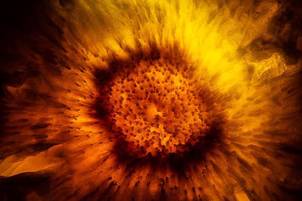 Solar Bloom Solar Bloom by KalaEstesArt on DeviantArt
