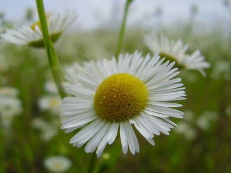 Wild Chamomile