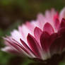 pink and white daisy